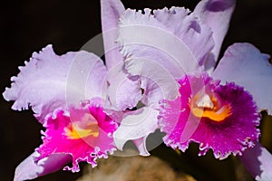 Macro shot of a purple orchid in bloom