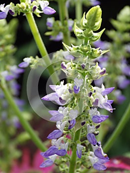 Macro shot of a purple Silvia flower on a blurred background