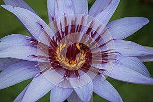 Macro shot of a Purple Tigress Water Lily Being Pollinated by a Bee