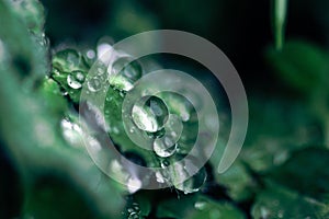 Macro shot of rain drops on a green leaf