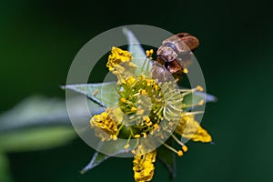 Macro shot of a Raspberry beetle on yellow Solidago plant with blur background