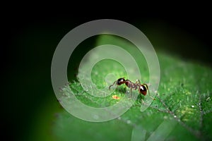 A macro shot of a red ant on a leaf