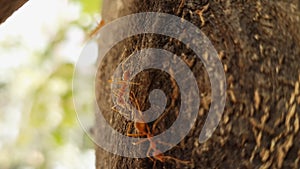 A macro shot of red ants crawling on a tree trunk