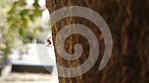 A macro shot of red ants crawling on a tree trunk