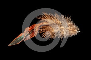 Macro shot of a red-brown chicken feather