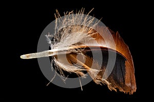 Macro shot of a red-brown chicken feather