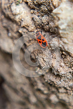 Macro shot of a red bug on the ground