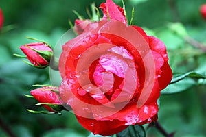 Macro shot of red chinese rose flowers and buds after the rain.