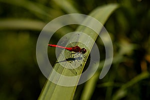 Macro shot of a red dragonfly on a green leaf outdoors