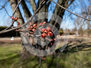 Macro shot of red female flower buds of Silver maple or creek maple Acer saccharinum in the park in early spring