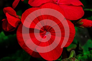 Red close flower