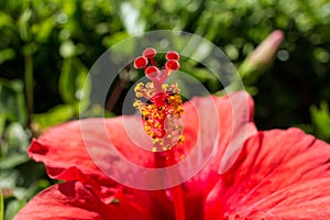 Macro shot of a red hibiscus stamen