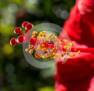 Macro shot of a red hibiscus stamen