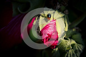 Macro shot of a red Leaf beetles bug on a pink flower bud with a blurry background