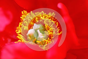 Macro shot of red peony flower