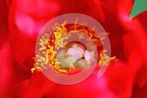 Macro shot of red peony flower