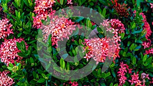 Macro shot of red and pink Thai Ixora flower with green leaf in the garden