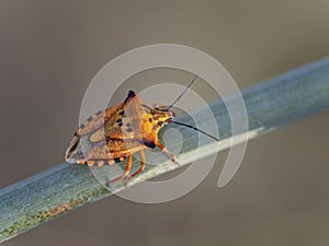 Macro shot of a red shield bug on a plant