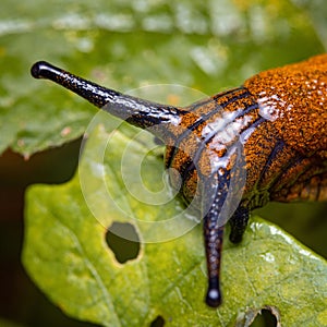 Macro shot of a red slug on a green leaf. Arion rufus.