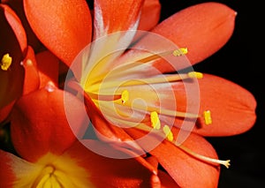 macro shot of red thistle flower