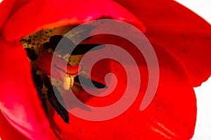 Macro shot of a red tulip isolated, tulip pistil close up. Details of a red tulip flower