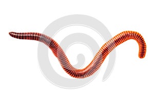 Macro shot of red worm Dendrobena, earthworm live bait for fishing isolated on white background