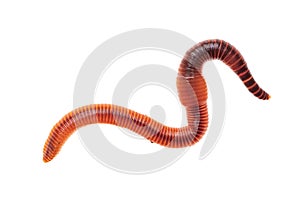 Macro shot of red worm Dendrobena, earthworm live bait for fishing isolated on white background