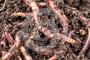 Macro shot of red worms Dendrobena in manure, earthworm live bait for fishing.