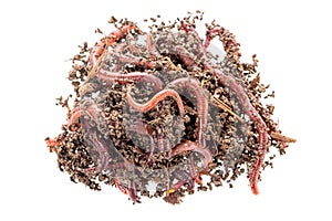 Macro shot of red worms Dendrobena in manure, earthworm live bait for fishing isolated on white background.