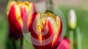 Macro shot of red yellow tulips in the sunshine