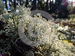 Macro shot of the reindeer cup lichen, reindeer lichen or grey reindeer lichen (Cladonia rangiferina) in the forest