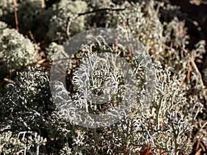 Macro shot of the reindeer cup lichen, reindeer lichen or grey reindeer lichen (Cladonia rangiferina)
