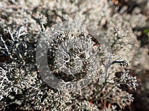 Macro shot of the reindeer cup, reindeer or grey reindeer lichen (Cladonia rangiferina) in the forest. The color is