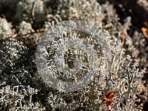 Macro shot of the reindeer cup lichen, reindeer lichen or grey reindeer lichen (Cladonia rangiferina) in the forest