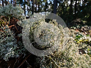 Macro shot of the reindeer cup, reindeer or grey reindeer lichen (Cladonia rangiferina) in the forest. The color is