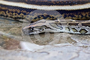Macro shot of a Reticulated Python head drinking water.