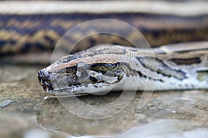 Macro shot of a Reticulated Python head drinking water.