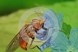 Macro shot of Rhingia campestris nipping nectar on a blue flower photo