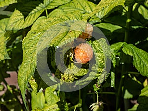 Macro shot of ripe golden - yellow raspberry fruit growing on green raspberry plant (Rubus idaeus) among green leaves in