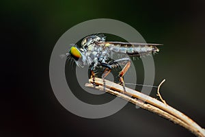 Macro Shot of Robber Fly Perched on a Dry Twig