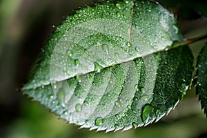 Macro shot of a rose leaf covered with dewdrops.