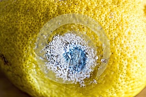 Macro shot of rotten lemon