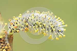 Macro shot of a Salix caprea plant with yellow edges on an isolated background