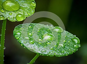 Macro shot of a selection of green leaves covered in glistening water droplets