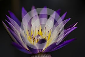 Macro shot of a seraphic lotus from the Nelumbonoacae family on a black background