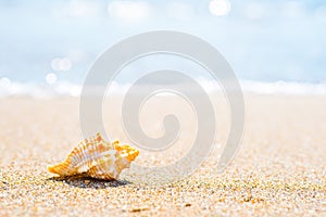 Macro shot of shell at sand beach