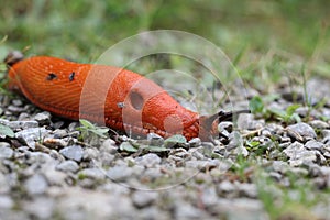 Macro shot of a shell-less terrestrial gastropod mollusk