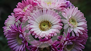 Macro shot showcases the beauty of a bouquet of flowers