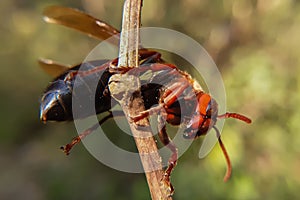 Macro shot showcasing an Asian hornet on a twig in nature