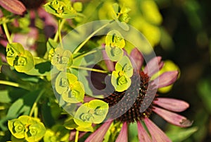 Macro shot of siberian spurge euphorbia and its bright lime-green flowers